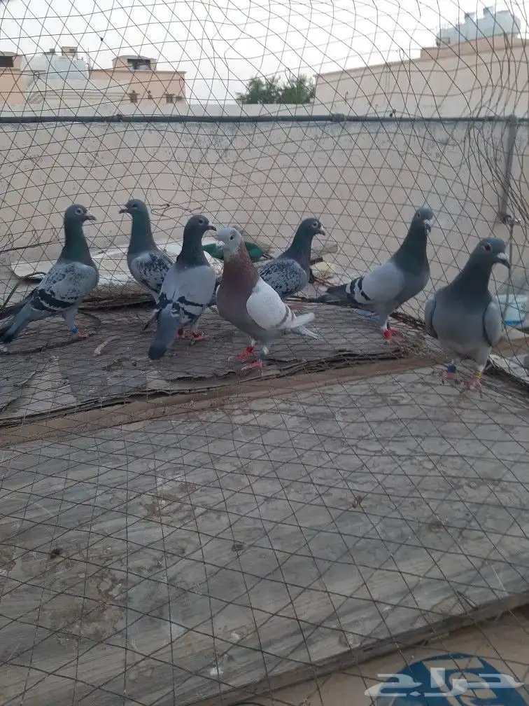 حمام زاجل 2
