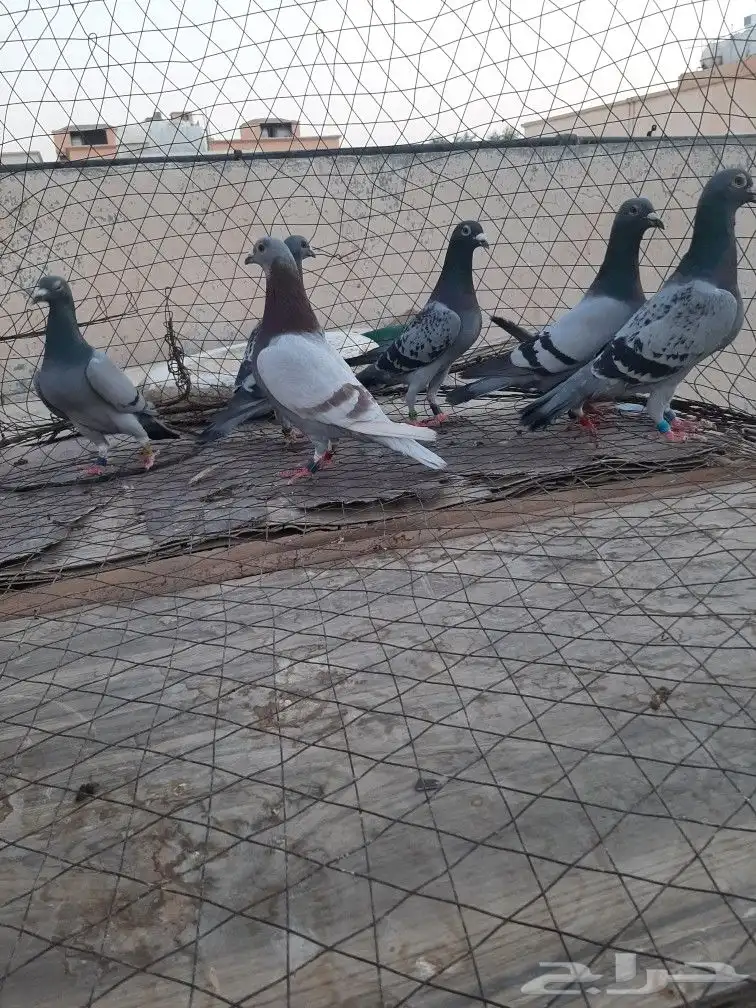حمام زاجل 1