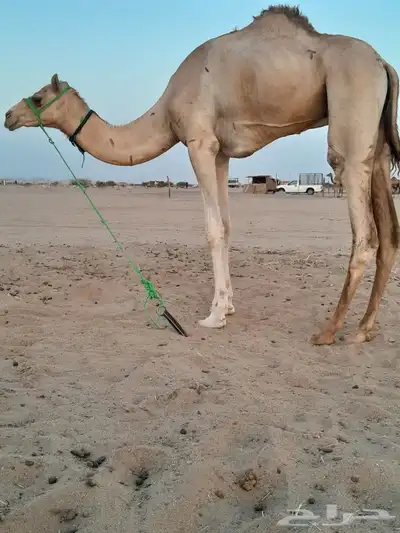اعرض لكم ركبى جدع وطوع القعود سوداني ماصل ونضيف وسليم من الا 1