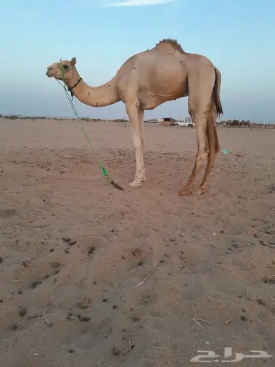 اعرض لكم ركبى جدع وطوع القعود سوداني ماصل ونضيف وسليم من الا 0