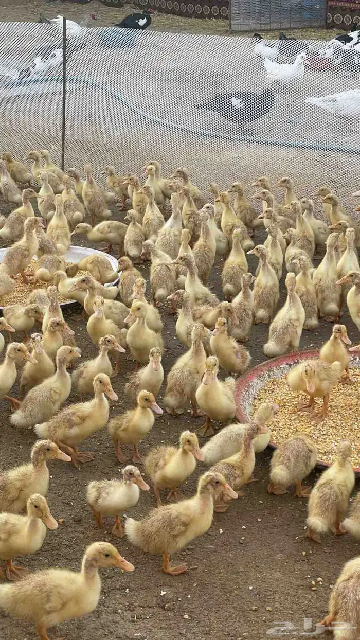 لنوع   صوص بط العمر   من 4 ايام الى 8 ايام الصحه   على الش 1