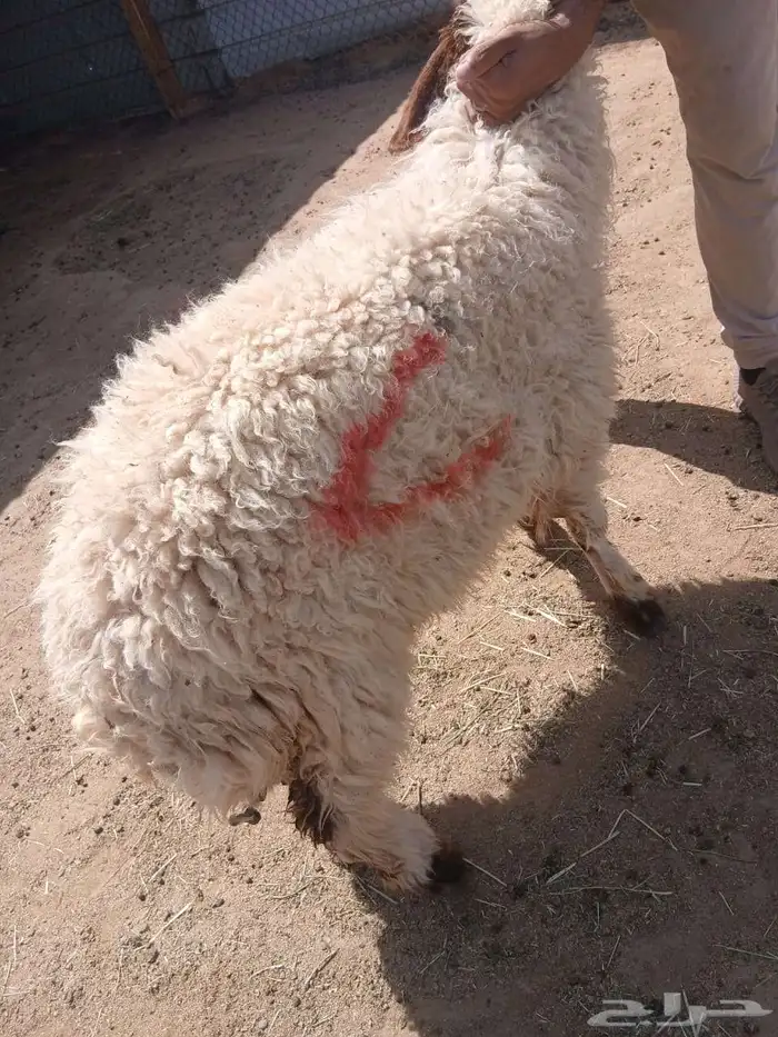 هرافي خرفان ورخال نعيمي بلدي شرط 2