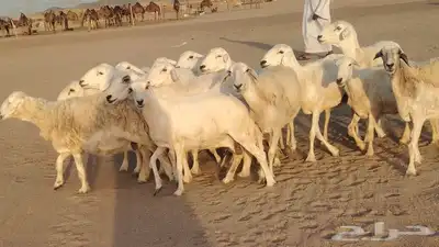 غنم حريات ضان دفييع شرط ومفاصيل ديوسها محاوله بتولد 16راس 4