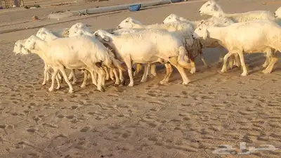 غنم حريات ضان دفييع شرط ومفاصيل ديوسها محاوله بتولد 16راس 0