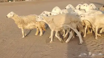غنم حريات ضان دفييع شرط ومفاصيل ديوسها محاوله بتولد 16راس 3