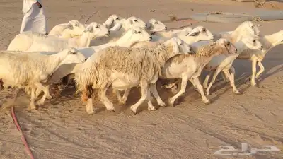 غنم حريات ضان دفييع شرط ومفاصيل ديوسها محاوله بتولد 16راس 1
