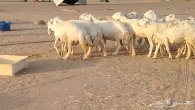 غنم حريات ضان دفييع شرط ومفاصيل ديوسها محاوله بتولد 16راس 17