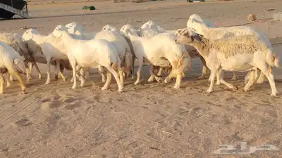 غنم حريات ضان دفييع شرط ومفاصيل ديوسها محاوله بتولد 16راس 14