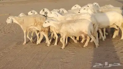 غنم حريات ضان دفييع شرط ومفاصيل ديوسها محاوله بتولد 16راس 16