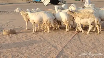 غنم حريات ضان دفييع شرط ومفاصيل ديوسها محاوله بتولد 16راس 13
