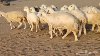 غنم حريات ضان دفييع شرط ومفاصيل ديوسها محاوله بتولد 16راس 5