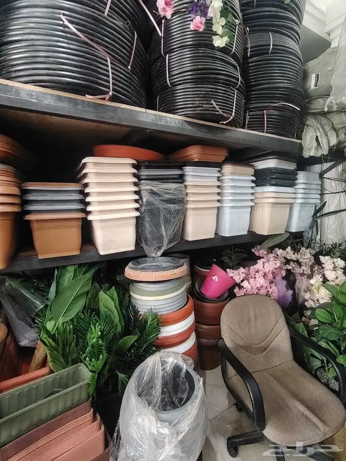 توريد وزراعة النخيل والاشجار والزهور والثيل الطبيعي 1