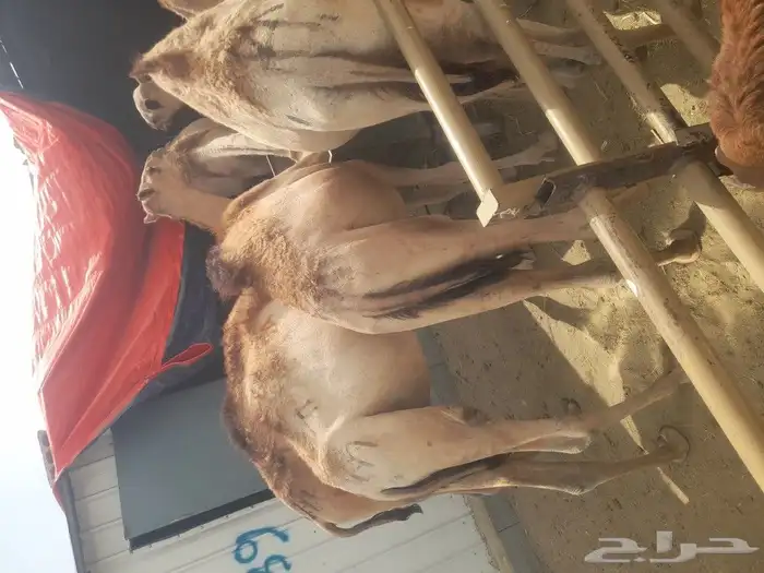قعدان ونعيمى وسواكنى وبربرى وتيوس 0