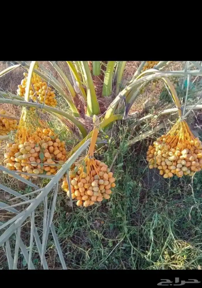 نخل للبيع بجميع انوواعه ومقاساته 1