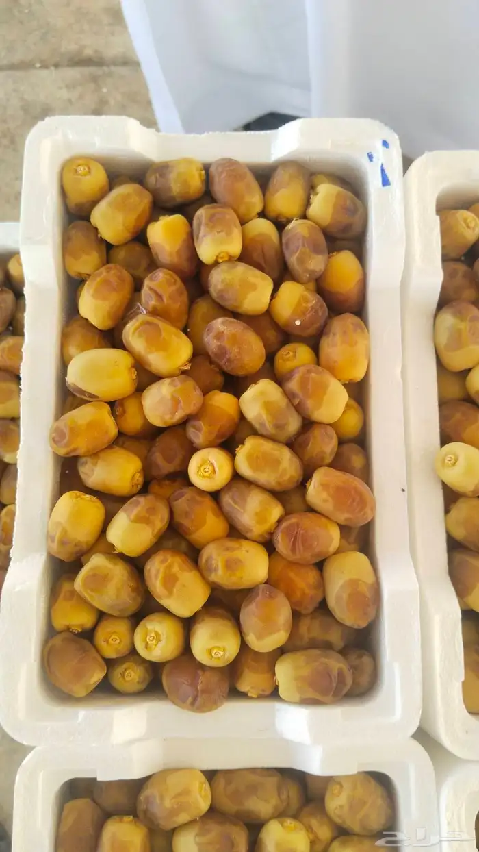 خلاص الوادي روثانه المدينة عجوه المدينة ربيعه لونه 2