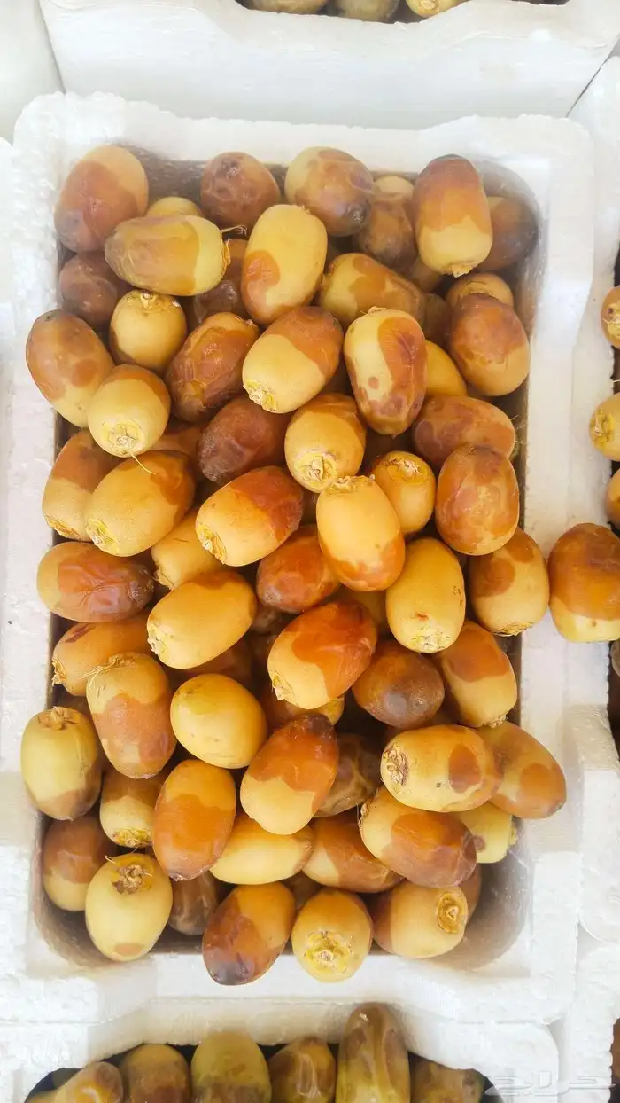 خلاص الوادي روثانه المدينة عجوه المدينة ربيعه لونه 5