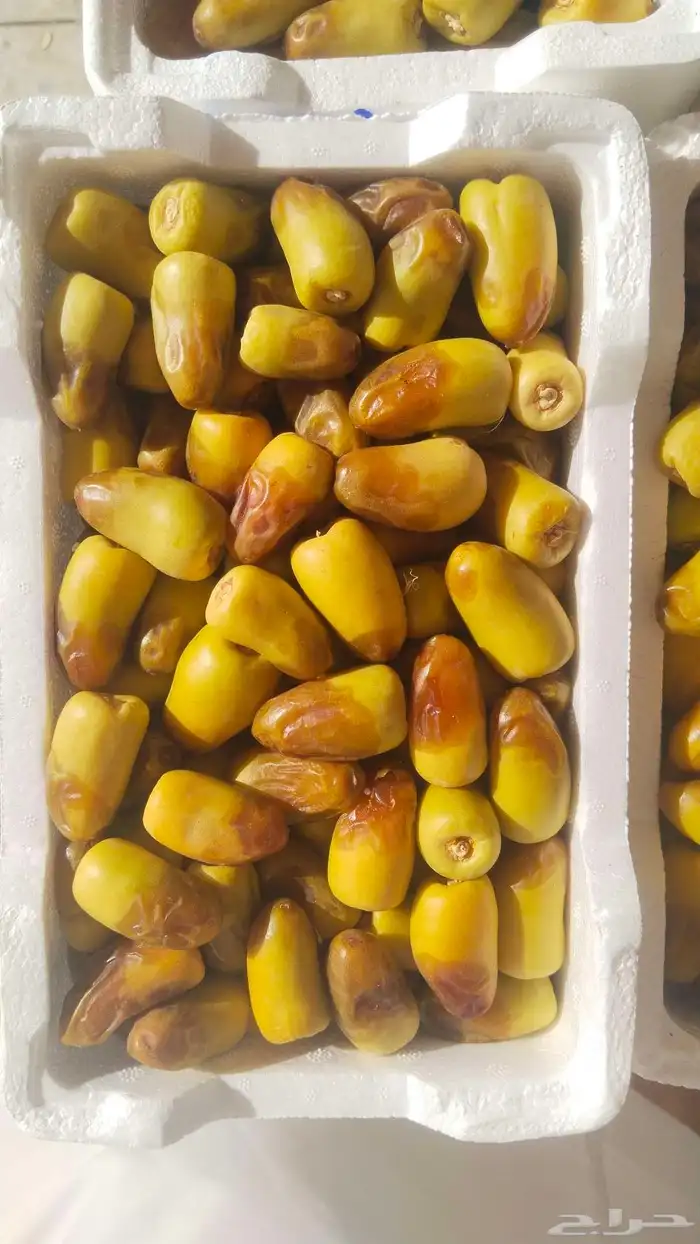 خلاص الوادي روثانه المدينة عجوه المدينة ربيعه لونه 1