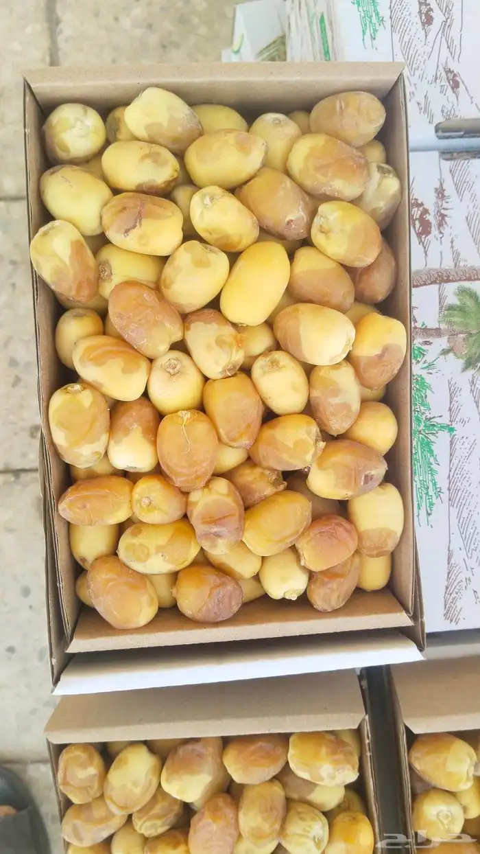 خلاص الوادي روثانه المدينة عجوه المدينة ربيعه لونه 6