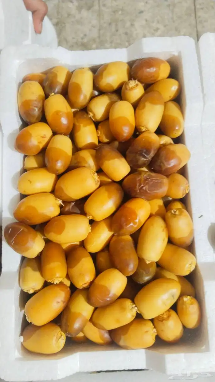 خلاص الوادي روثانه المدينة عجوه المدينة ربيعه لونه 4