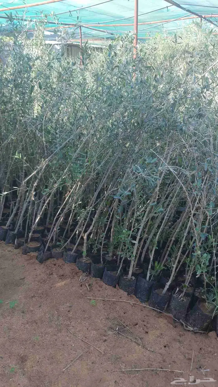 شتلات جمله الجوف 0