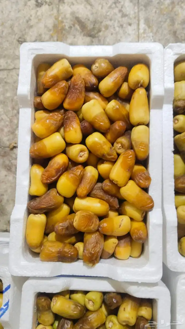 خلاص الوادي روثانه المدينة عجوه المدينة ربيعه لونه 7