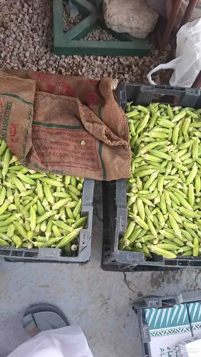 رطب الأحساء 12ريال توصيل للدمام وبقيق والخبر 6