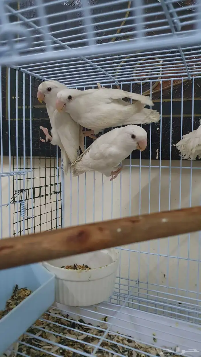 طيور روز انتاج شباب عش بينو ابيض ببغاء 2