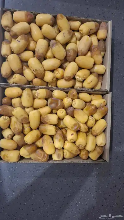 رطب الأحساء 12ريال توصيل للدمام وبقيق والخبر 5