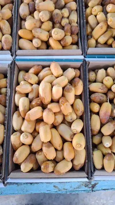 رطب الأحساء 12ريال توصيل للدمام وبقيق والخبر 2