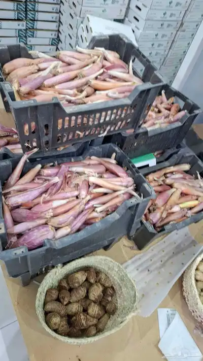 رطب الأحساء 12ريال توصيل للدمام وبقيق والخبر 4