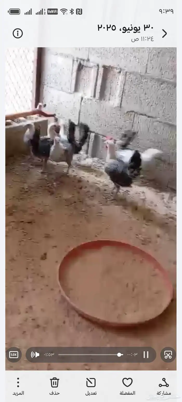 فيومي شبابي 5