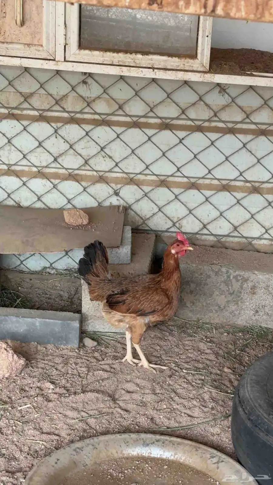 دجاج عربيه شرط 0