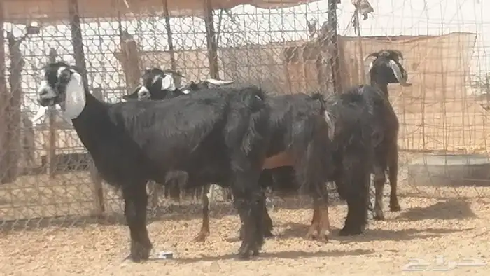 معزا عوارض جنب دفع طيبة ماعز عارضية 9