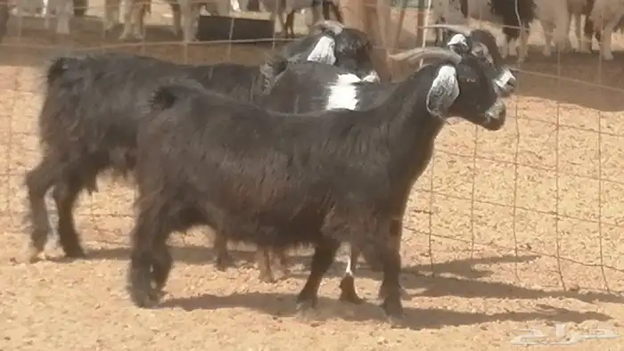معزا عوارض جنب دفع طيبة ماعز عارضية 26