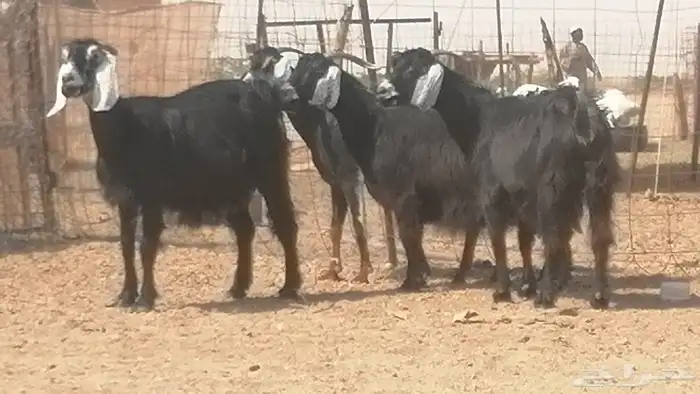معزا عوارض جنب دفع طيبة ماعز عارضية 10