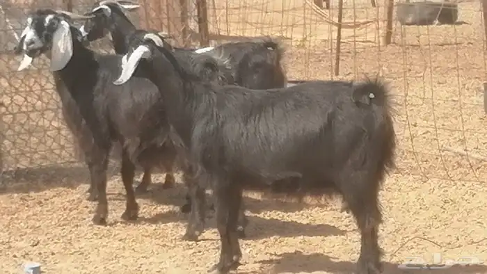 معزا عوارض جنب دفع طيبة ماعز عارضية 21