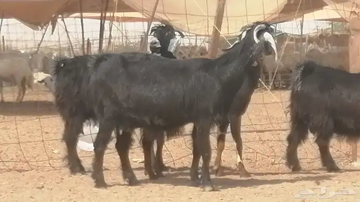 معزا عوارض جنب دفع طيبة ماعز عارضية 7