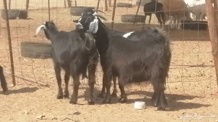 معزا عوارض جنب دفع طيبة ماعز عارضية 15