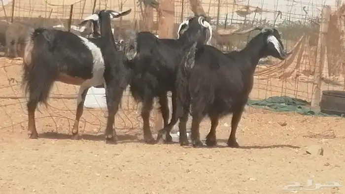 معزا عوارض جنب دفع طيبة ماعز عارضية 5