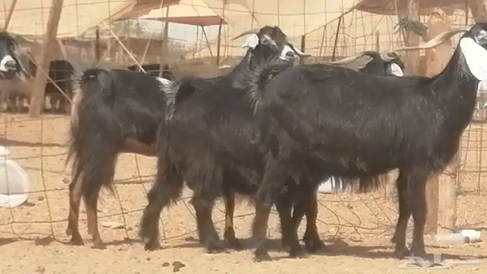 معزا عوارض جنب دفع طيبة ماعز عارضية 22