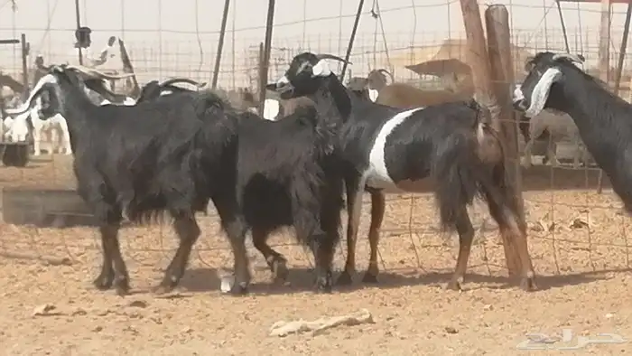 معزا عوارض جنب دفع طيبة ماعز عارضية 6