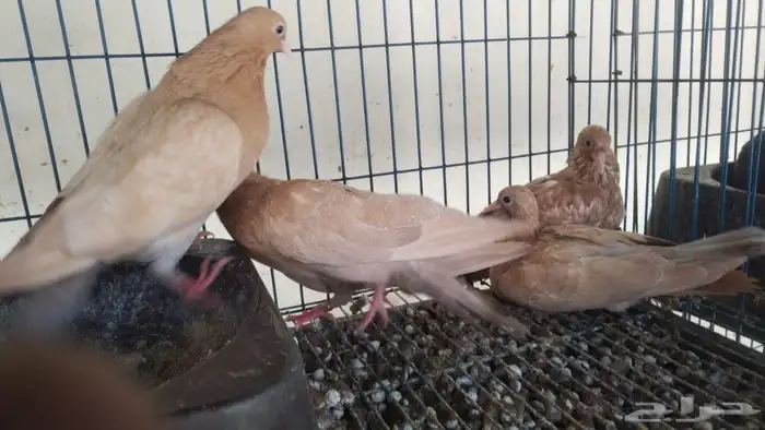 حمام صنعاني اصفر 0