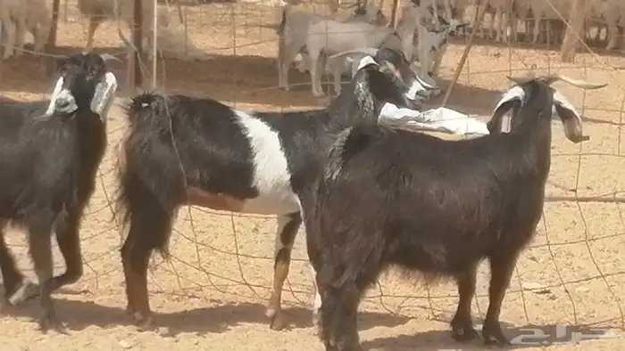معزا عوارض جنب دفع طيبة ماعز عارضية 16