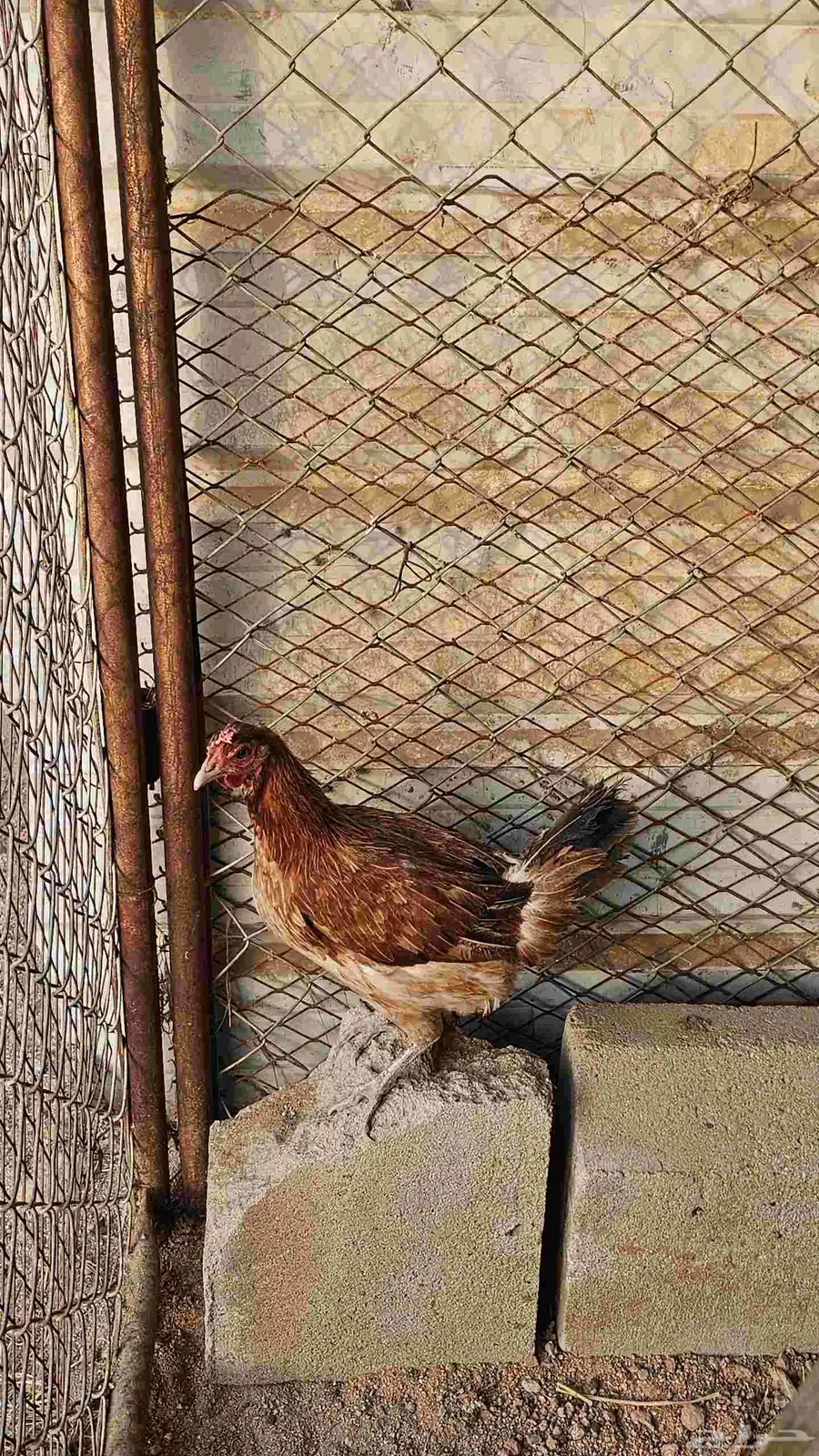دجاج عربيه شرط 3