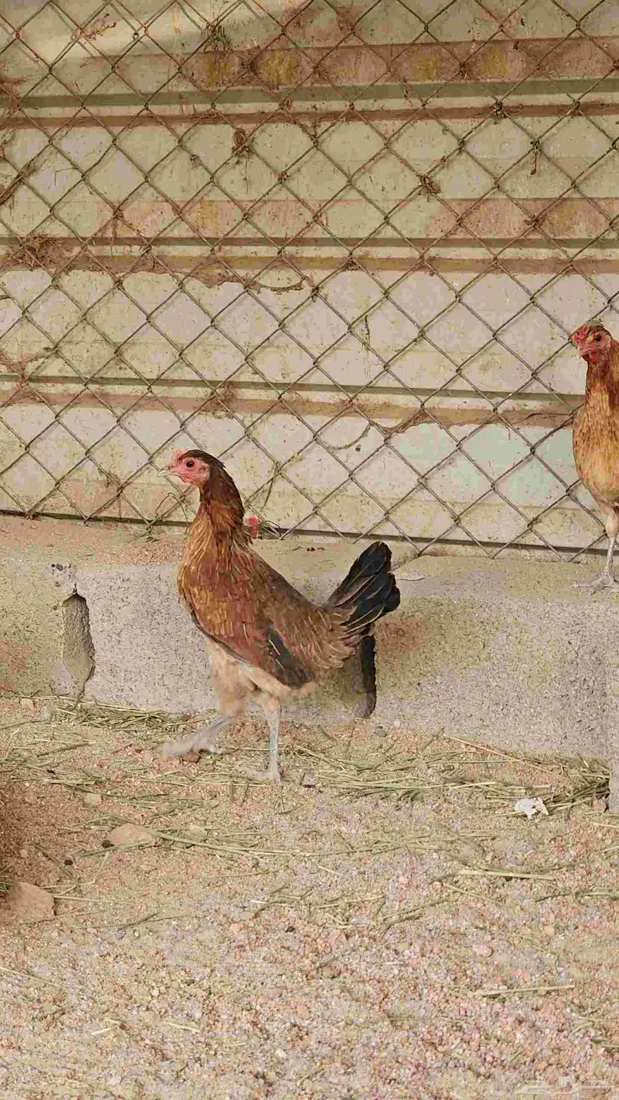 دجاج عربيه شرط 1