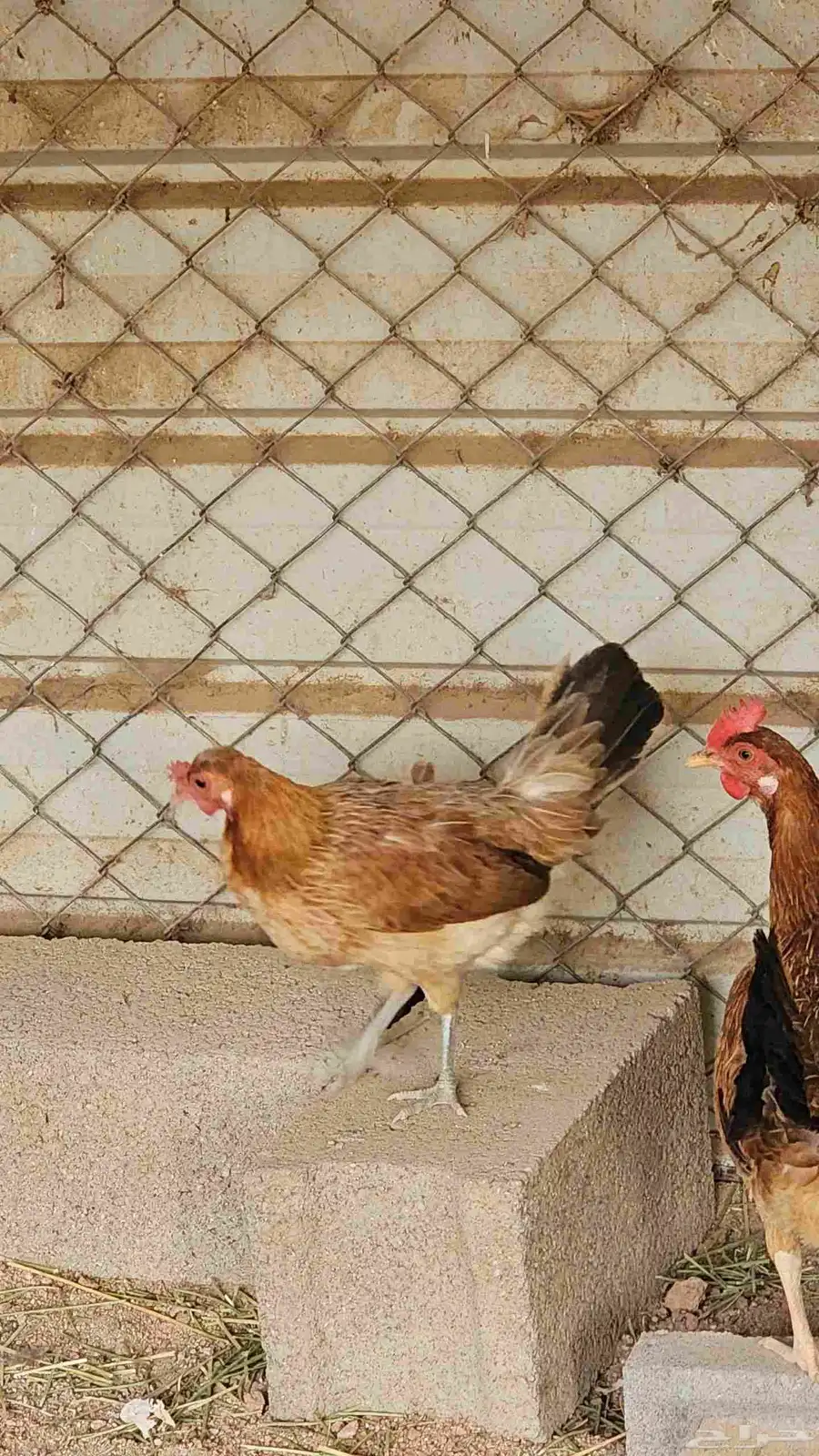 دجاج عربيه شرط 2