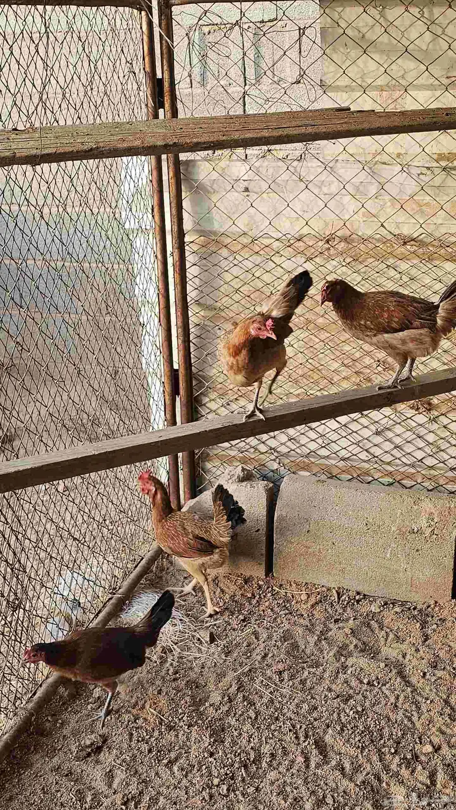 دجاج عربيه شرط 4
