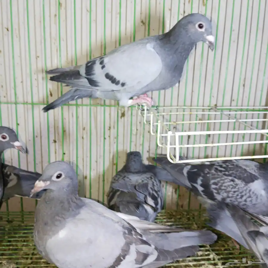 طبات زاجل سباق 2