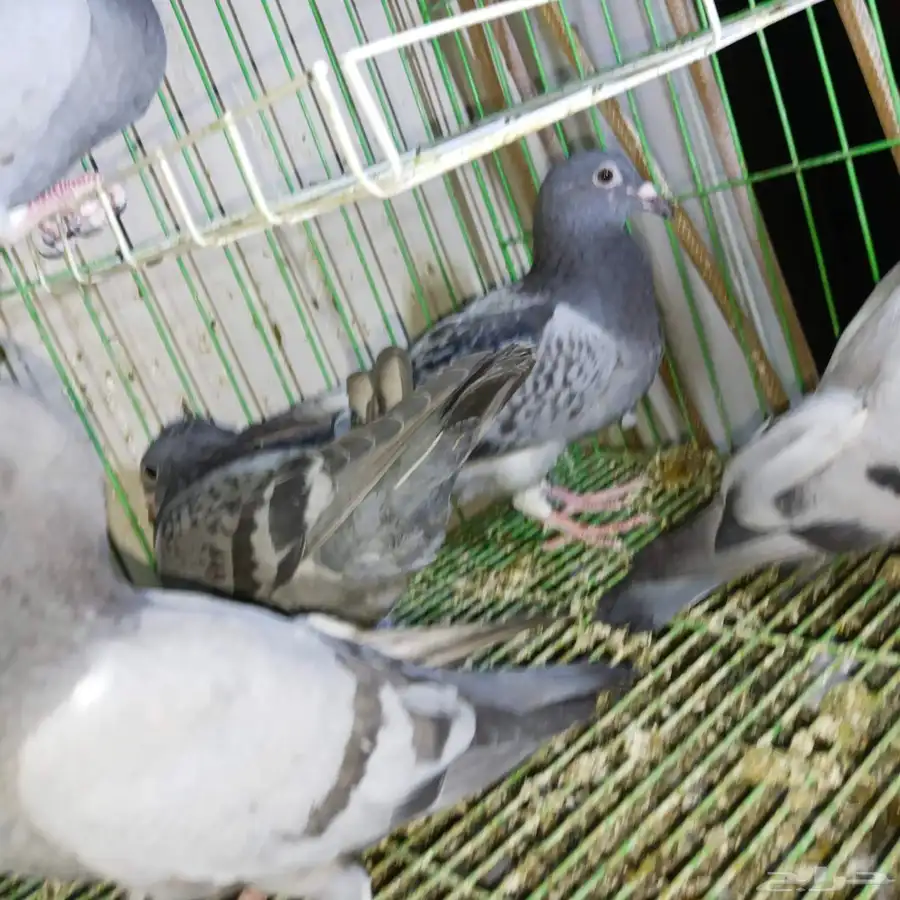 طبات زاجل سباق 3