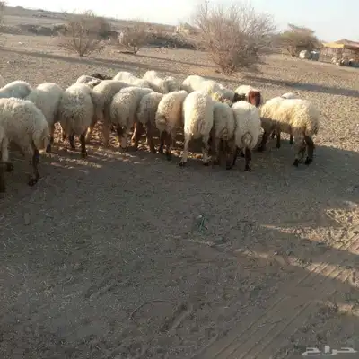 غنم نعيمي للبيع الموقع المويه شمال الطائف 0